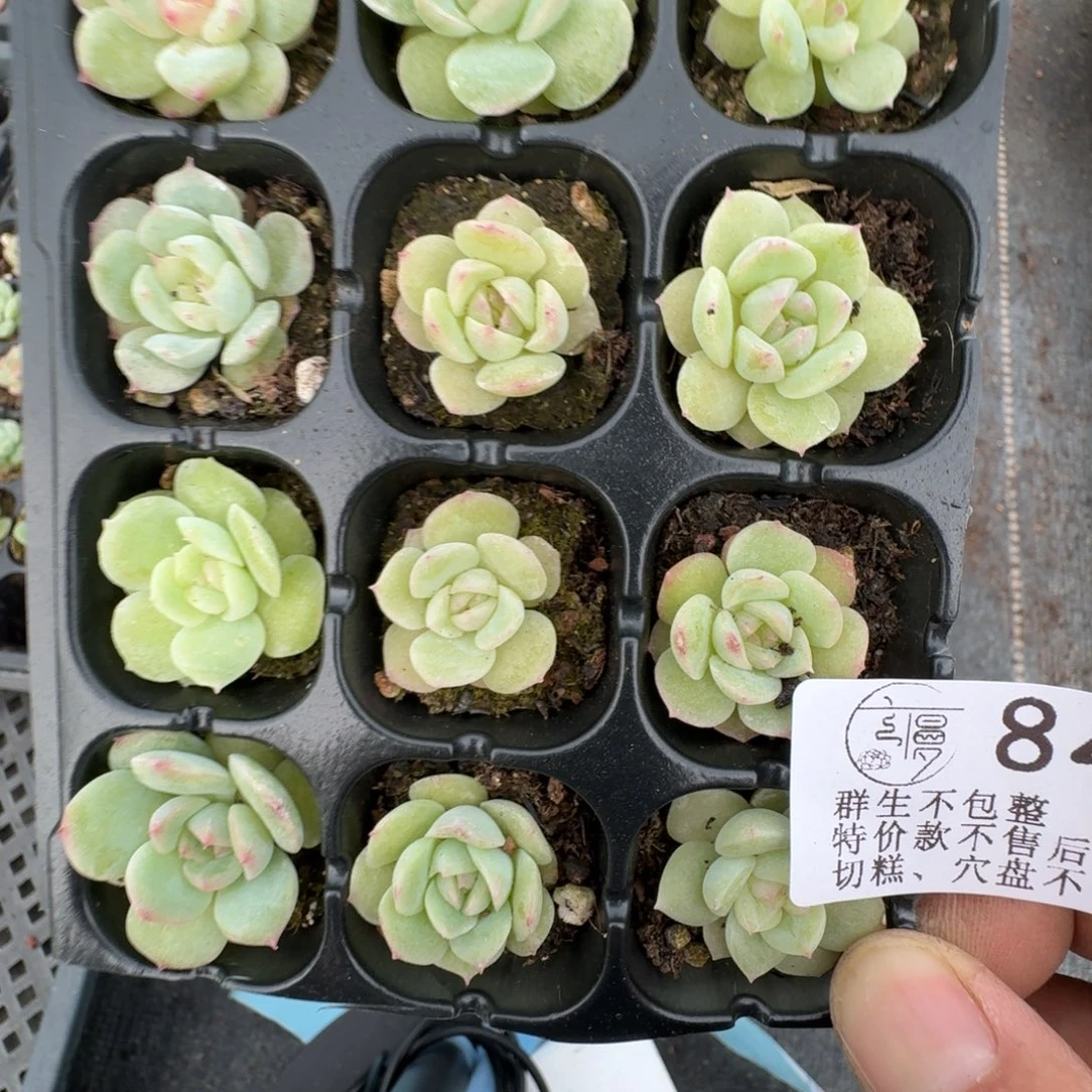 如图844纤纤穴一份不售后