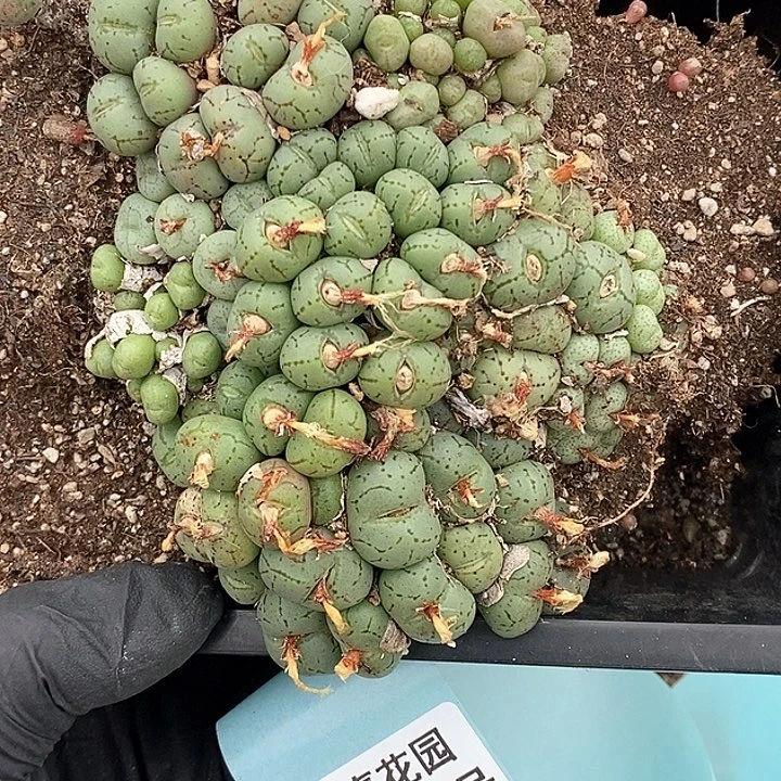 桃喜花园0130-30肉锥切糕