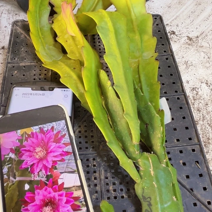 当前无花栽培后可以开花52