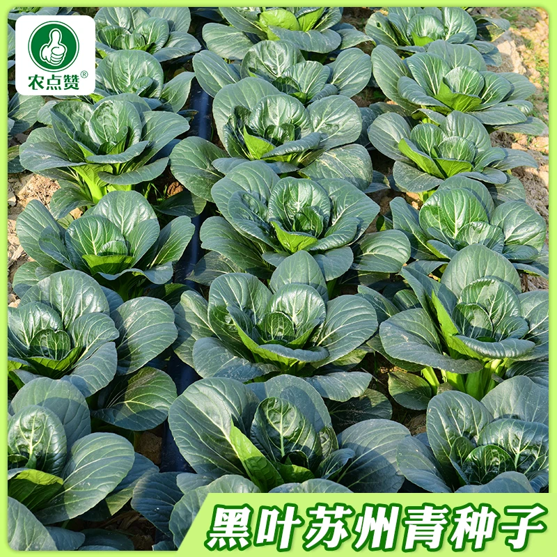 【矮脚黑叶苏州青种子】上海青菜种籽小油菜阳台小院盆栽地栽菜孑
