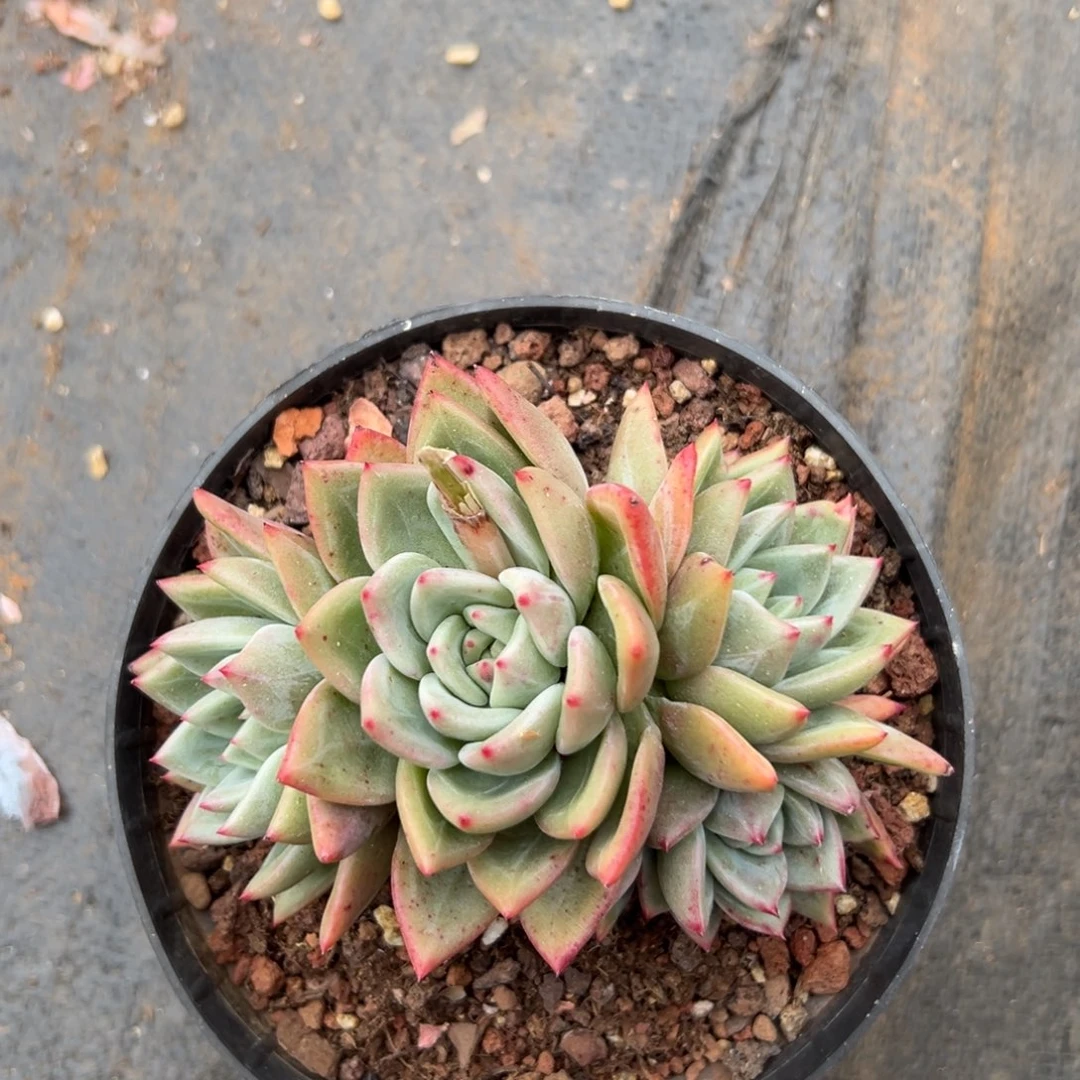 闪购1多肉四头老桩香槟