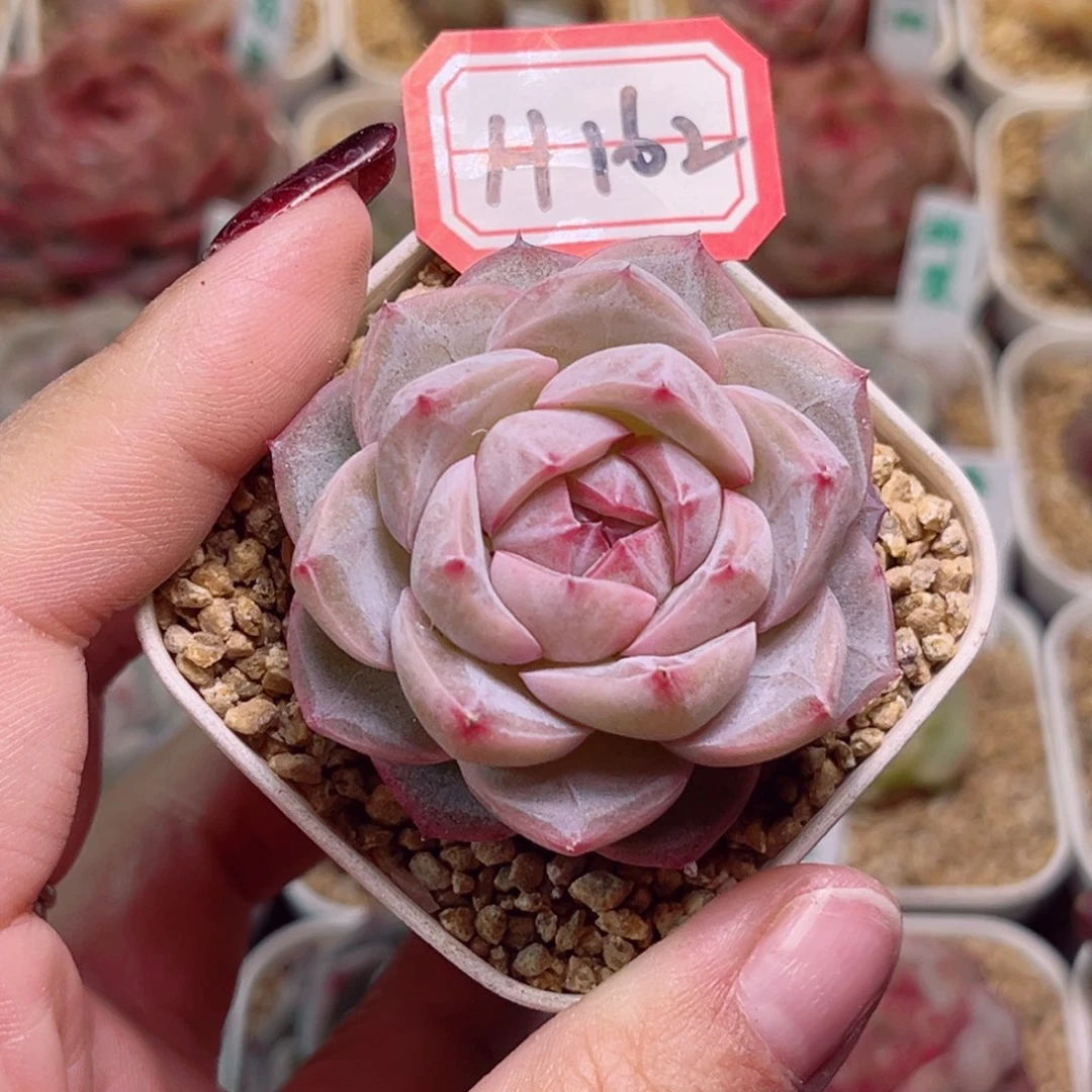 H162一物一拍 白日梦