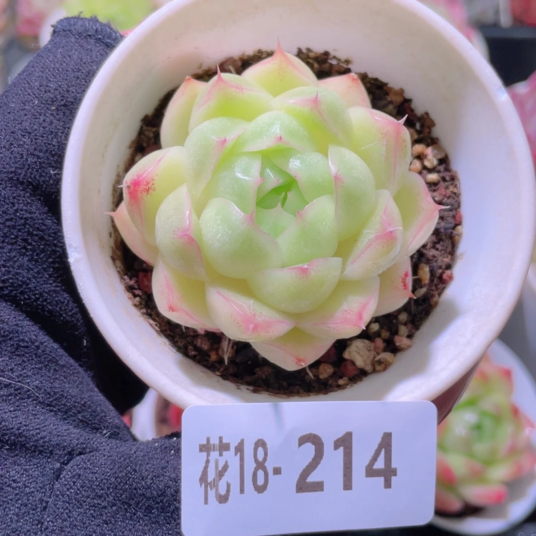 花利美18-214麦秆