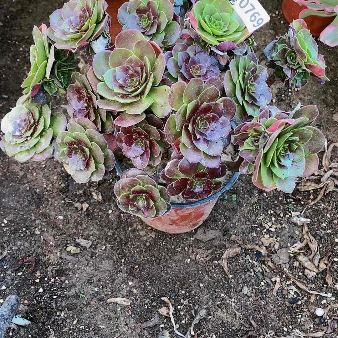 769号荷兰玫瑰多肉植物20元包邮