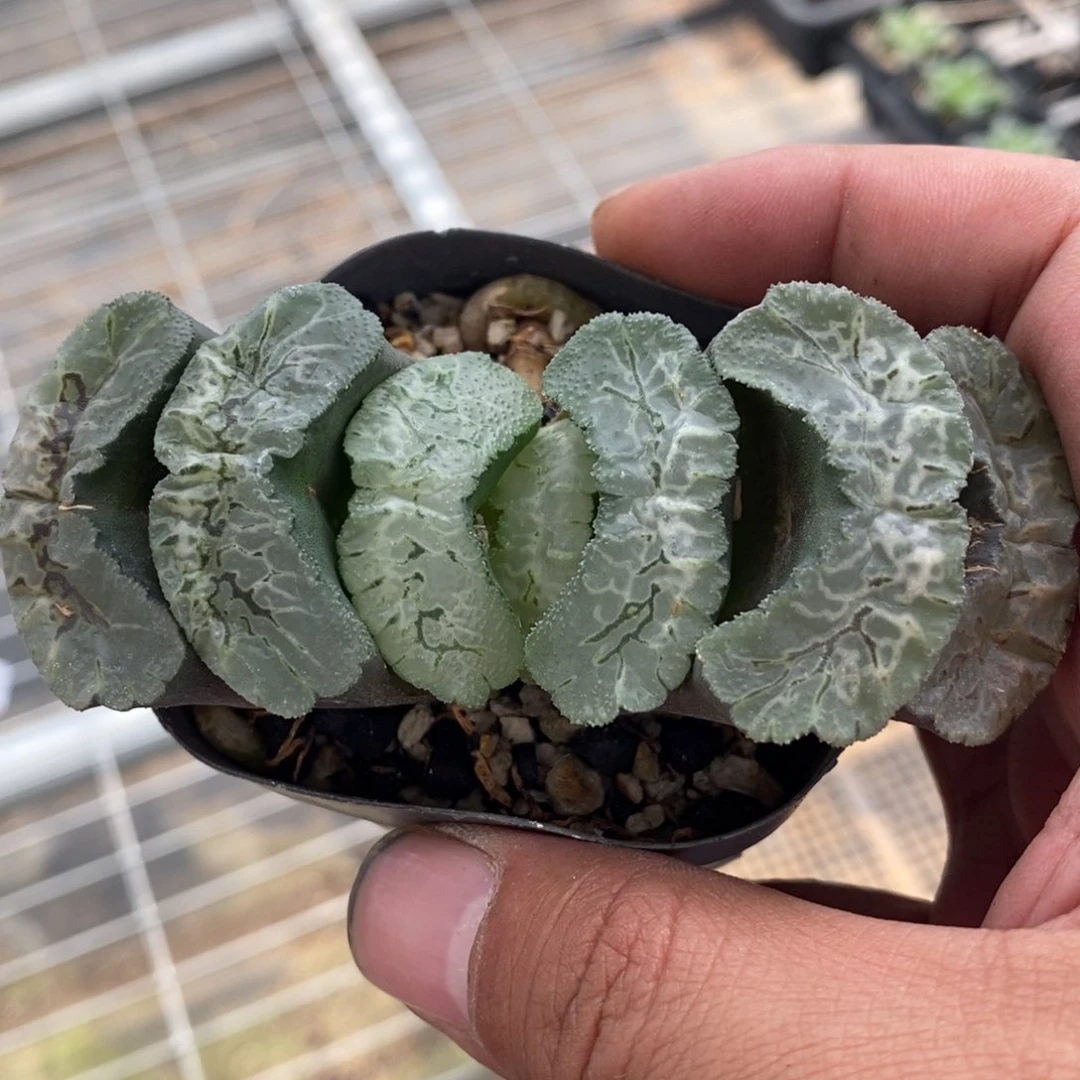 一*粒1064 一颗福利。