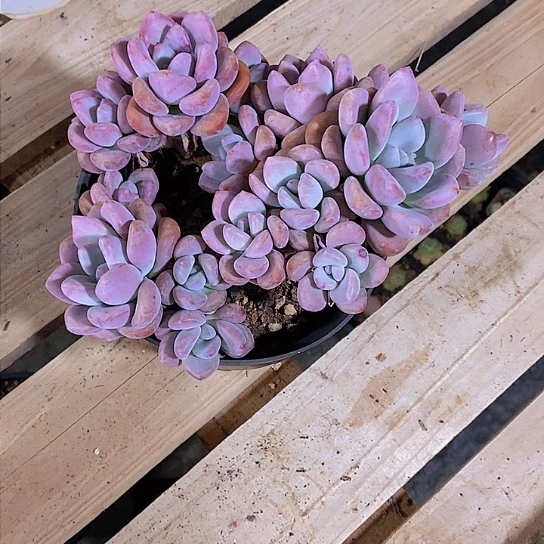 一*鱼奥普多肉植物群