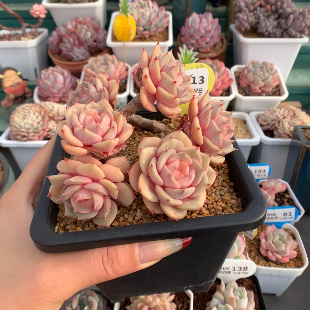 白*琛13一个美肉肉多肉植物