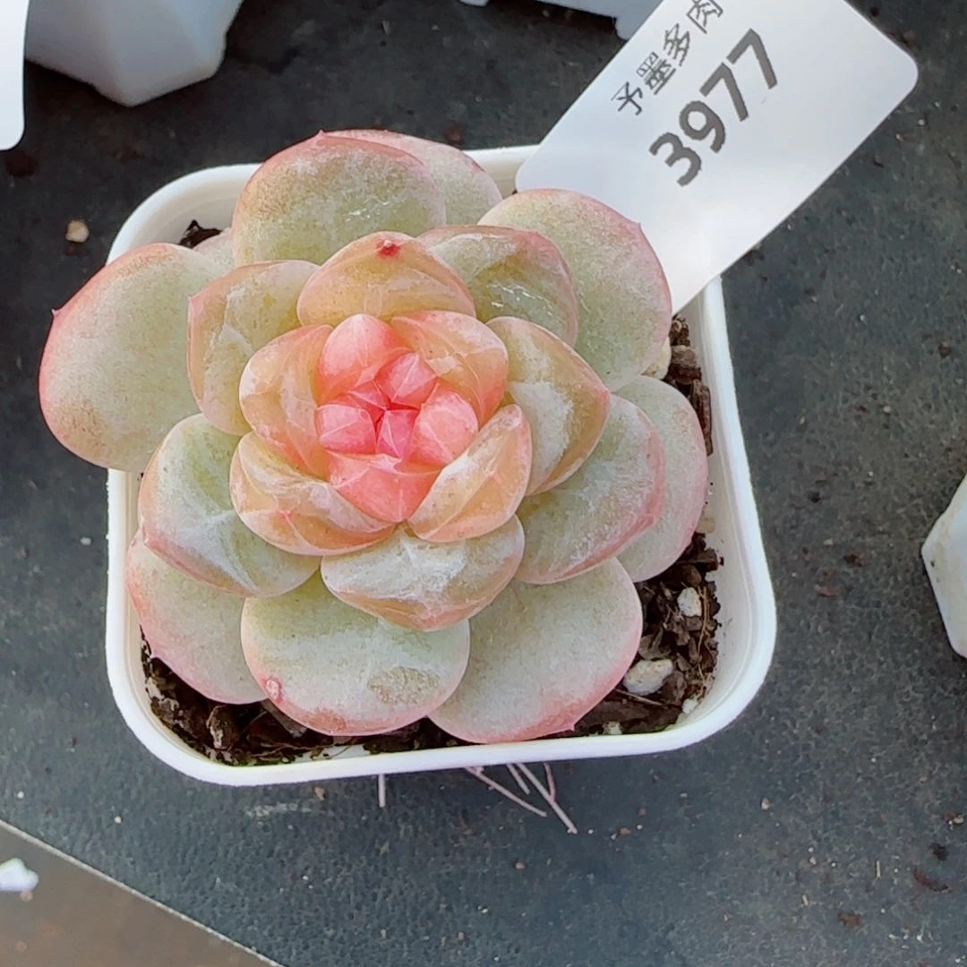 嘟嘟粉，3977多肉植物