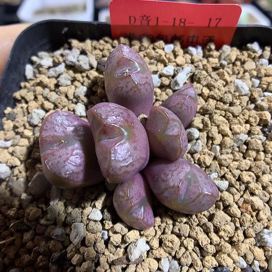 【闪购商品】1-18-17 铜壶一群 28