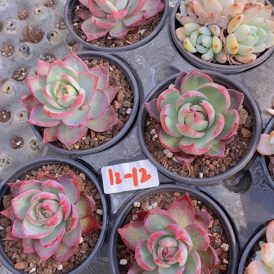 12-12惊鸿福利一颗量拍