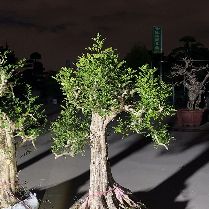 无花朵九里香艺术盆景艺术