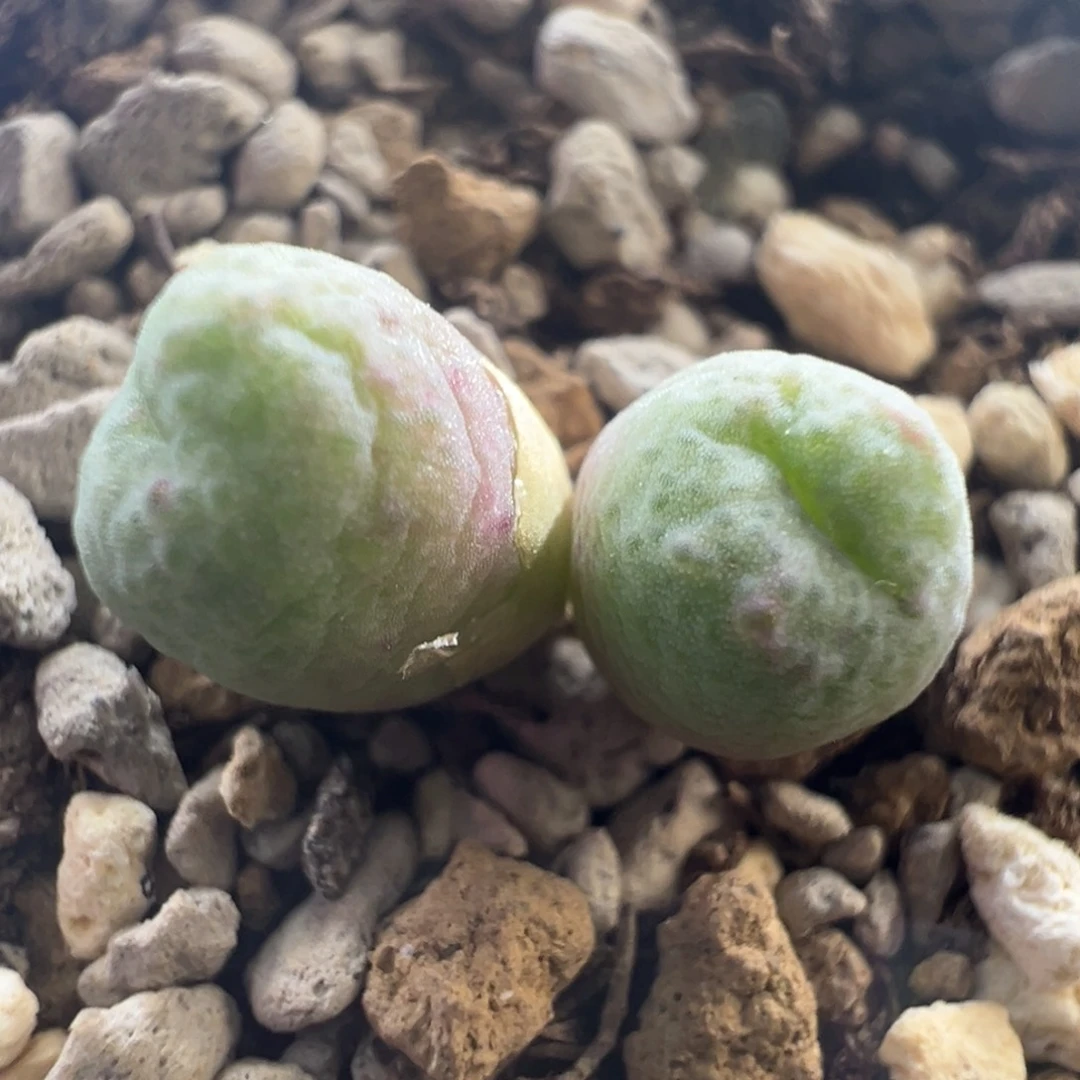 648 捡漏时刻一盆