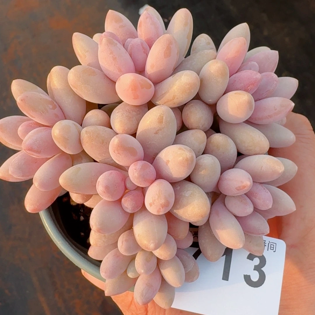 粉色恋人群生         精品多肉