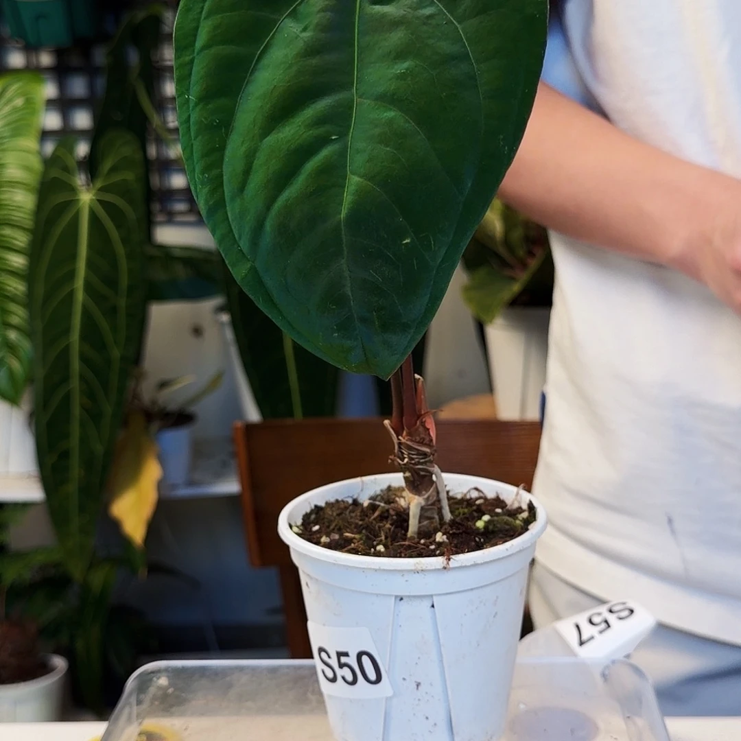 不开花植物S50  paip杂戴斯