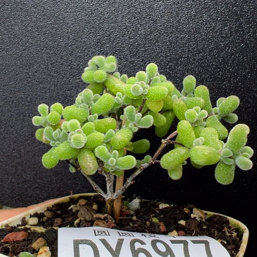dy6977小老桩翡翠冠幅5.5cm
