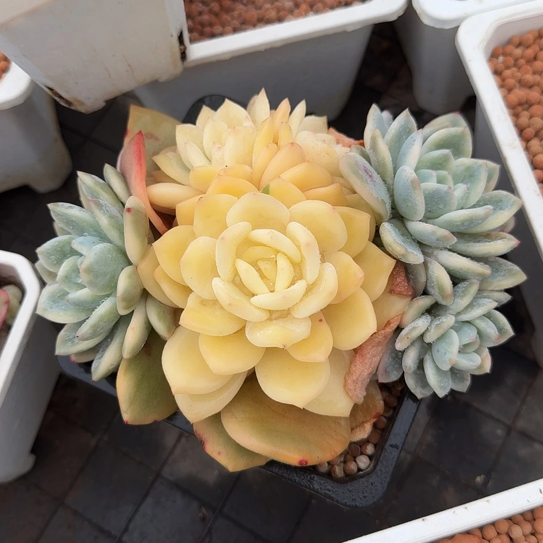 橙梦露锦底座，介意慎拍