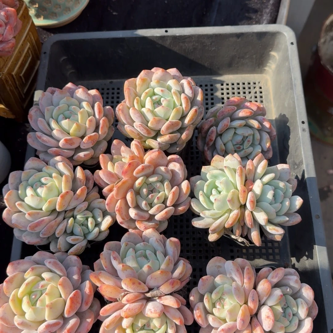 一组9颗，没控养的肉肉