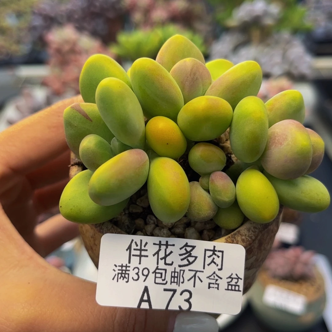 63-kk芒果奶多肉6cm