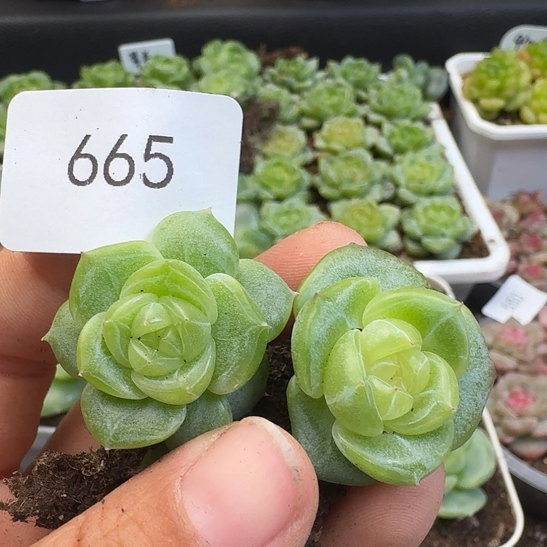 一物一拍一物一拍917-665