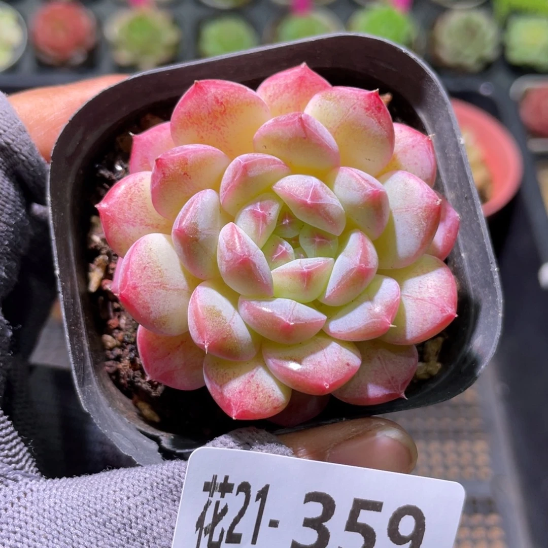 花利美21-359白桃汽水