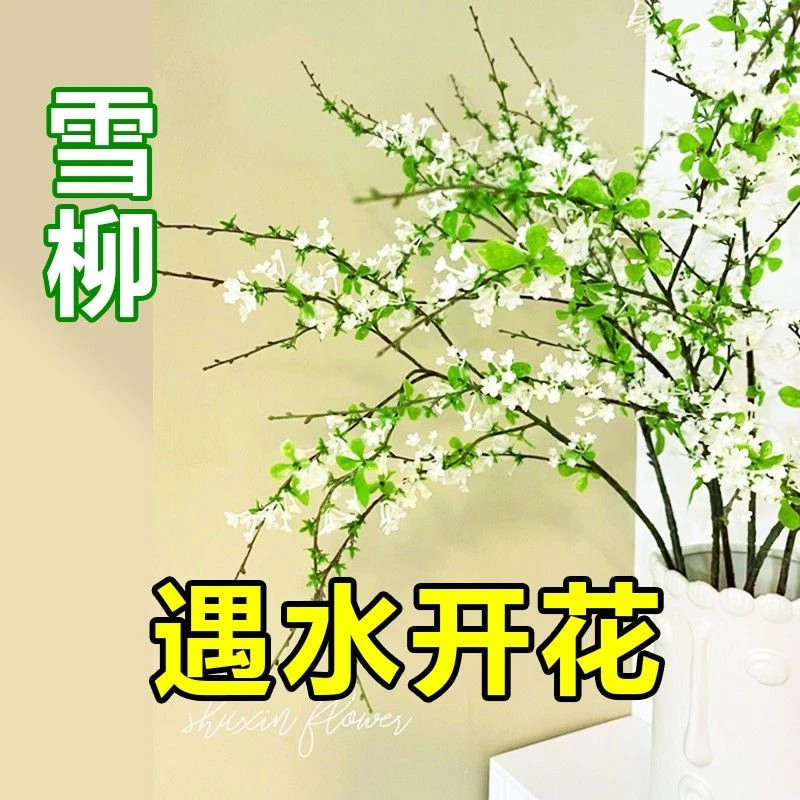 雪柳鲜枝干支水培植物室内客厅花卉盆栽四季水养遇水开花吊钟绿植