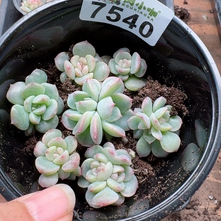 多肉植物多肉植物