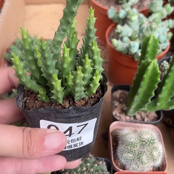 当前无花栽培后可以开花047仙人球开花植物