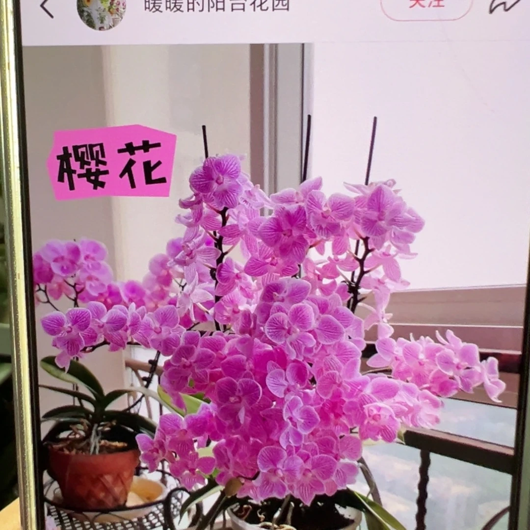 当前无花栽培后可以开花处理破损苗樱花，凑单发货