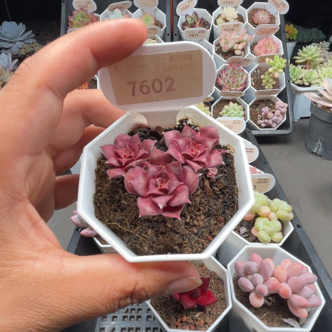 7602罗西玛4.5厘米