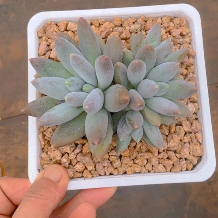 哥特福利111111111