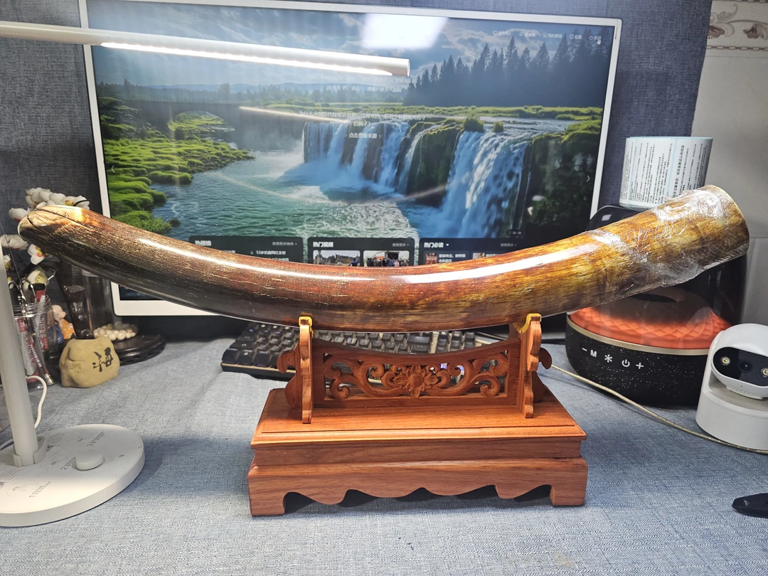 天然猛犸牙整根渐变红黄单摆