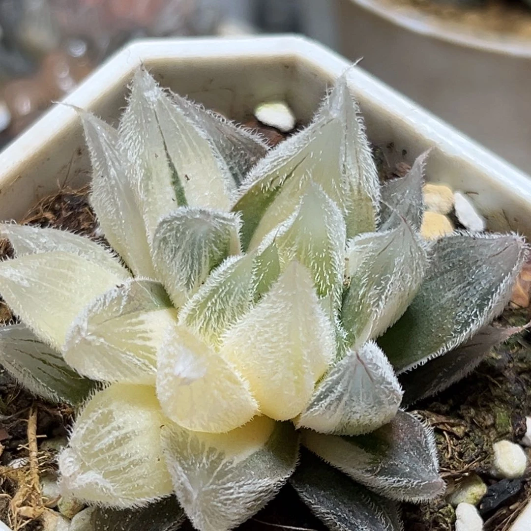 恭喜发财大吉大利0020