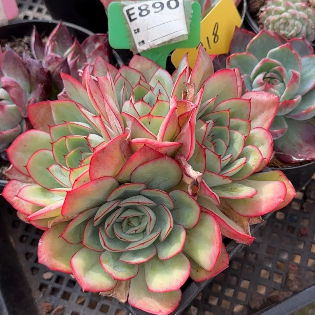 牡丹亭890一物一拍包装收缩花旱