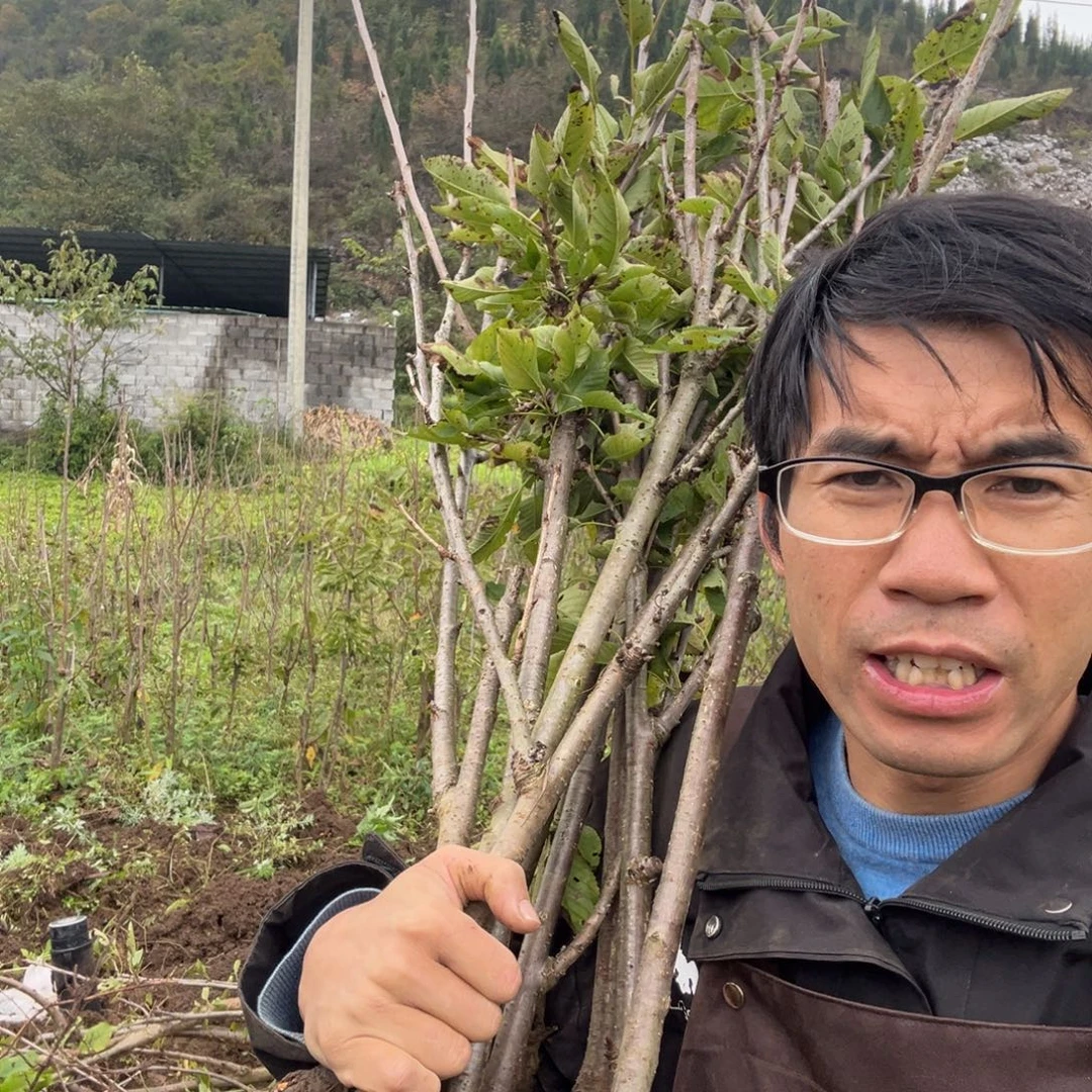 当前无花栽培后可以开花50不包活