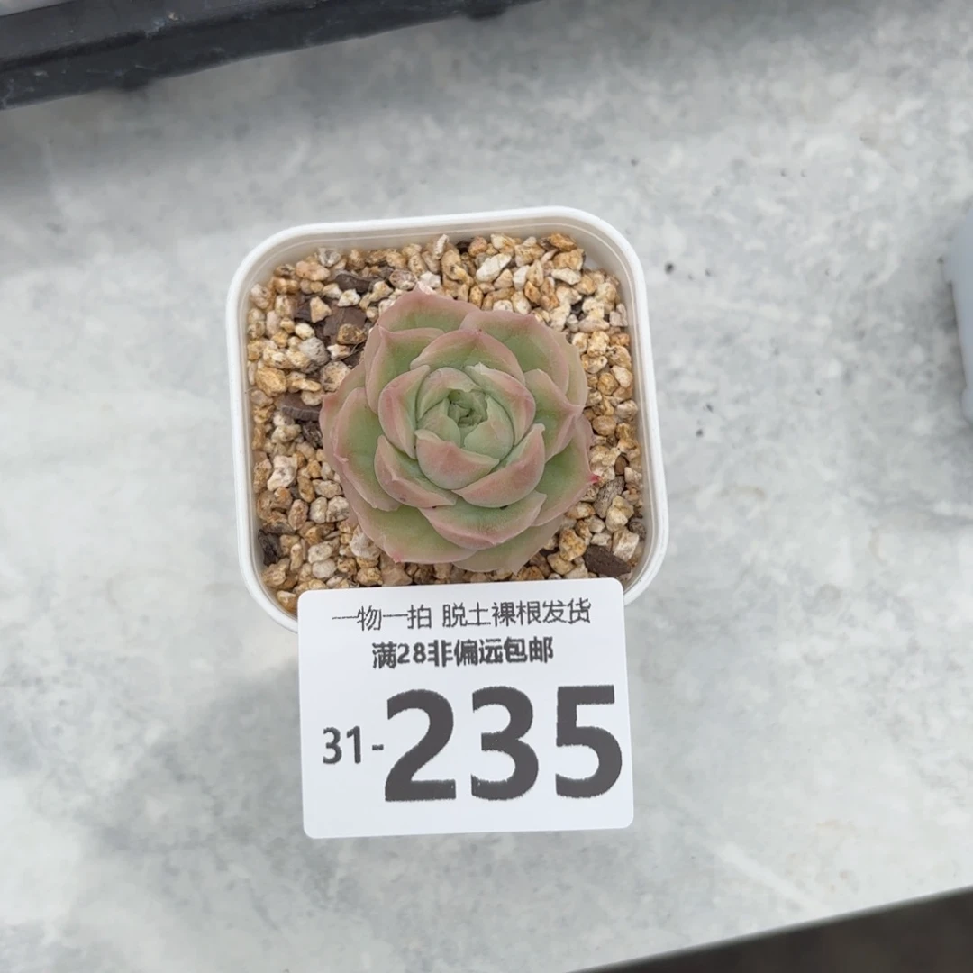 山****?水晶虾饺单头多肉