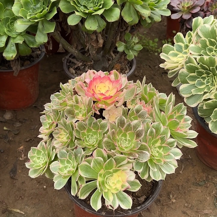 多肉植物法师海王23