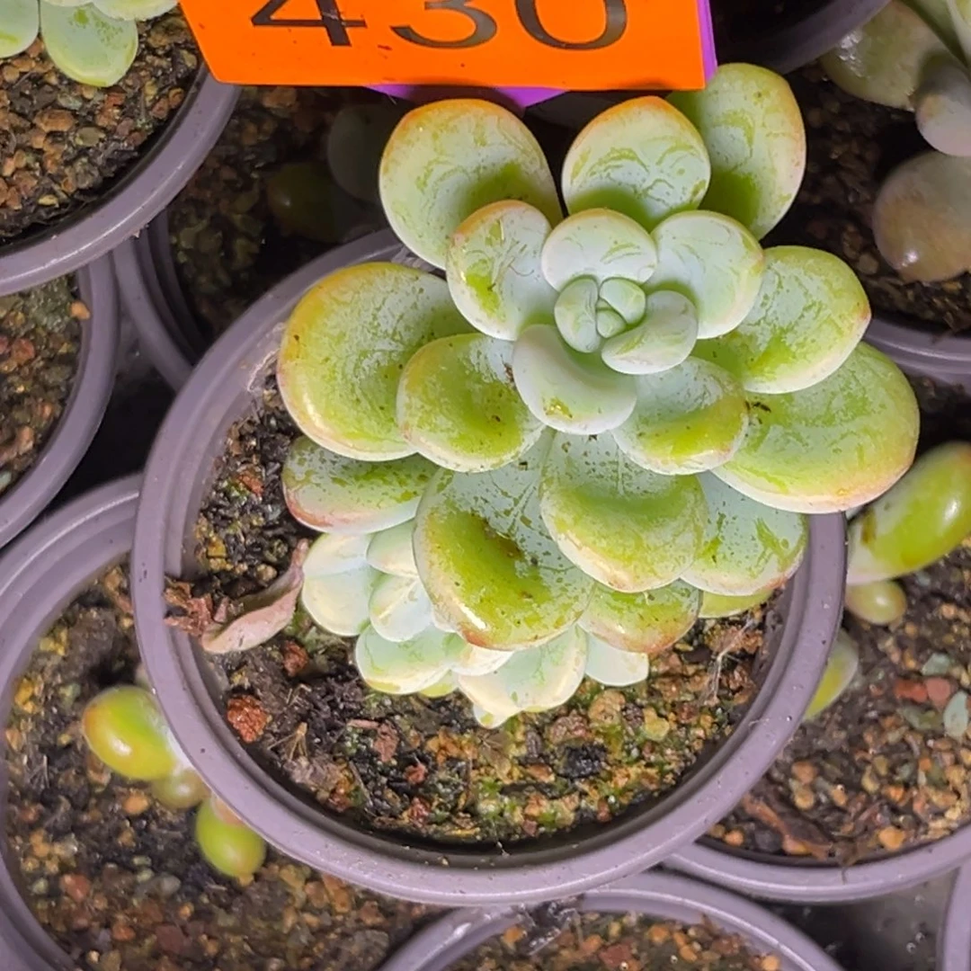 明***说多肉植物江山如画430