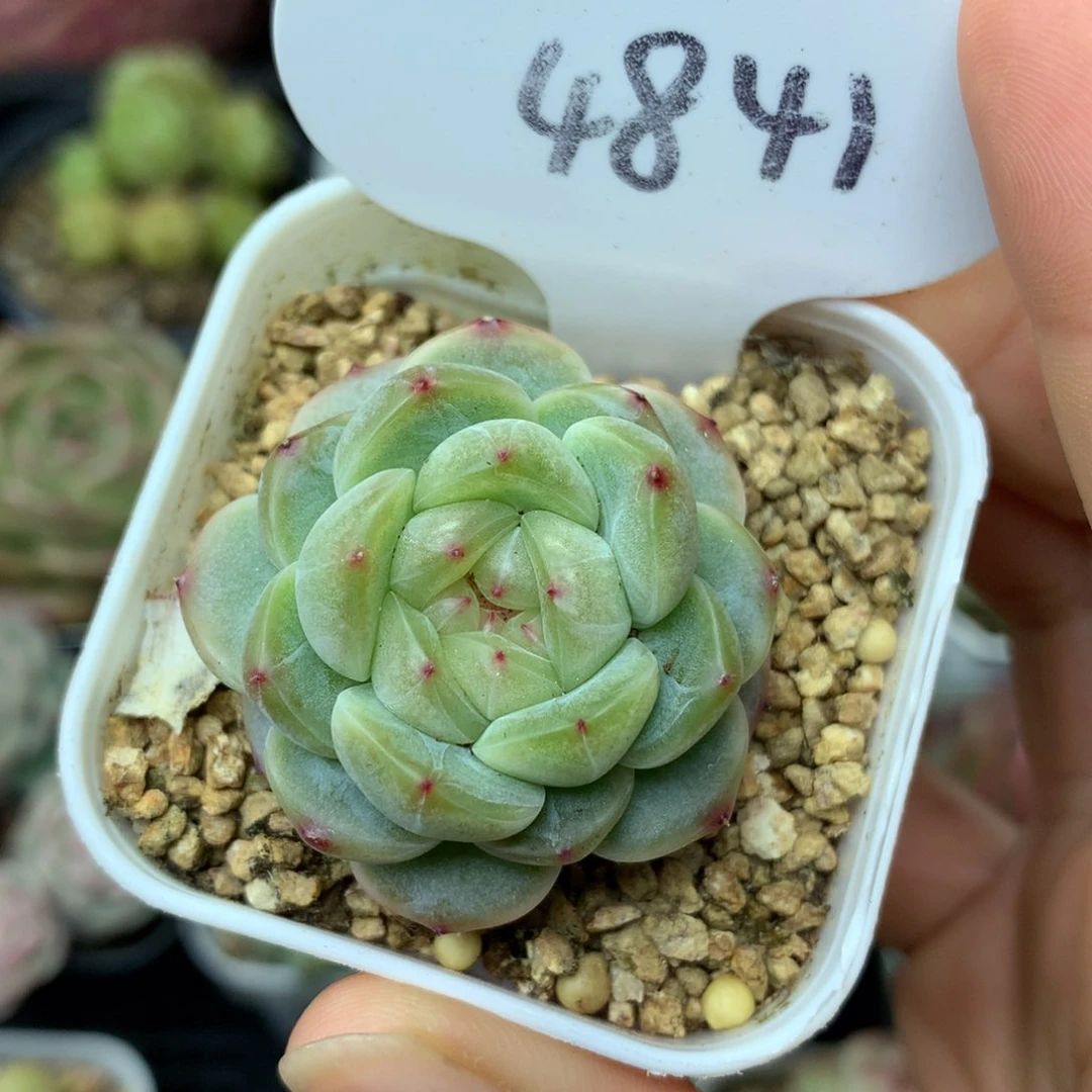 甜心E单头多肉植物4841