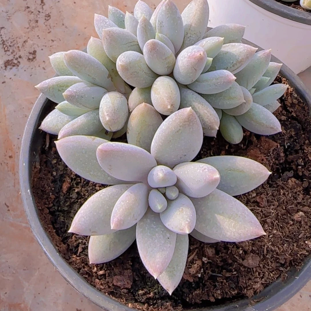 丫****8丫丫寄养1111111111