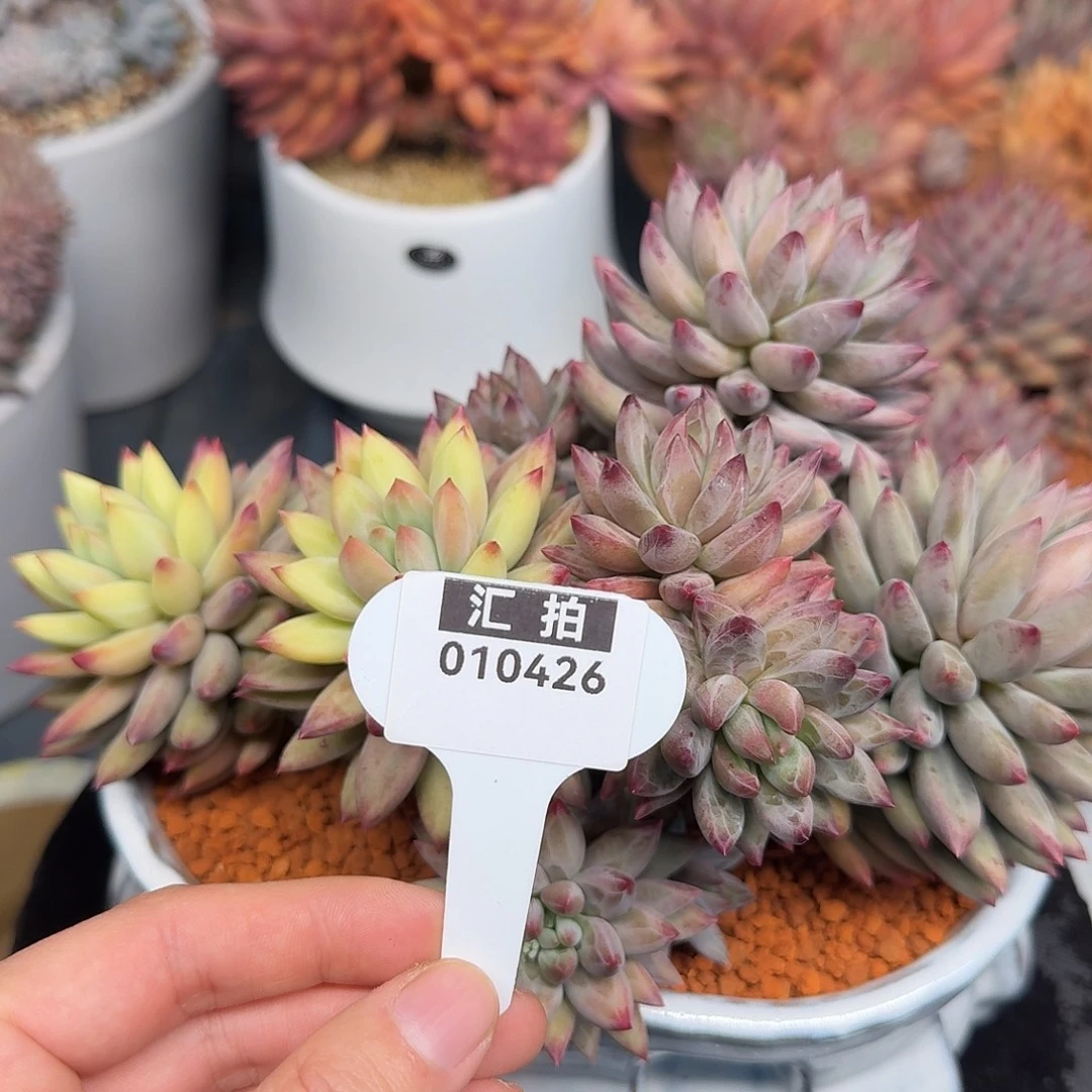 精品多肉植物010426
