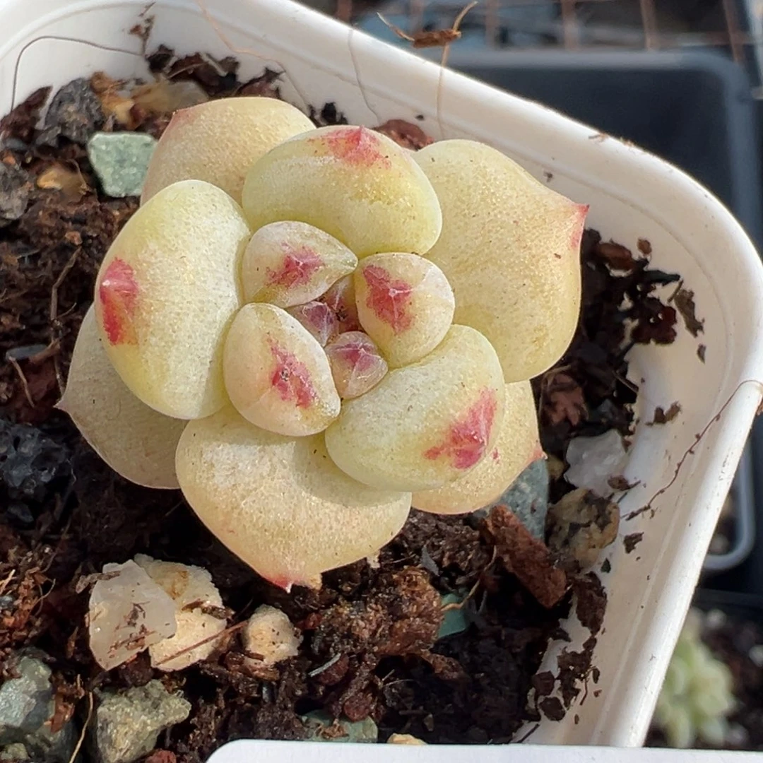 小卡拉米糖心一物一拍30-112