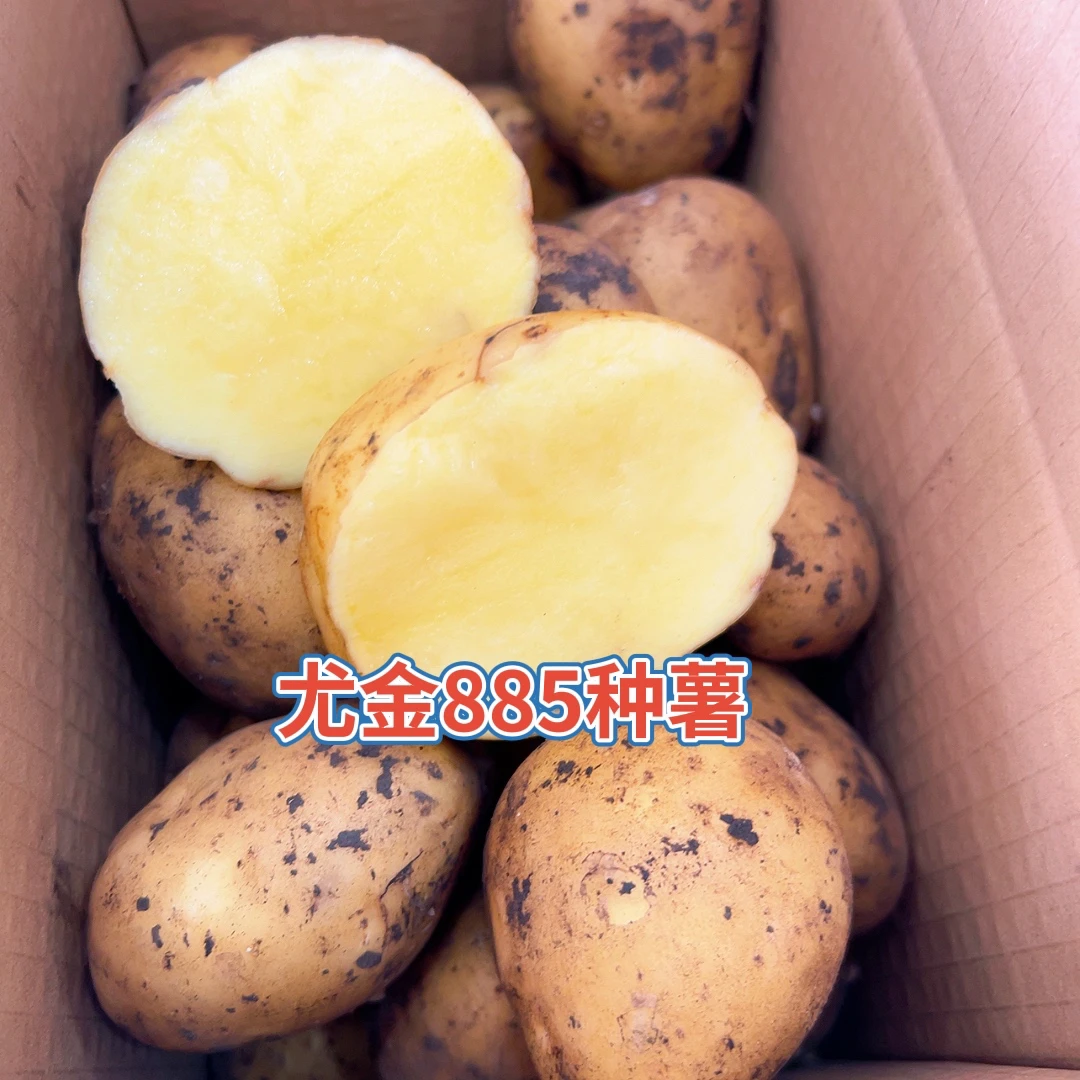 尤金885原种种子