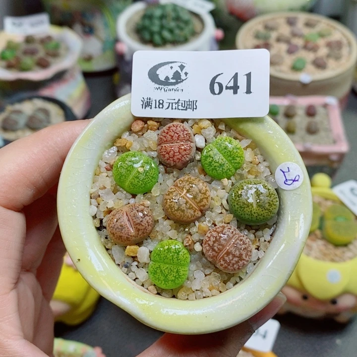 生石花花花花花花花641