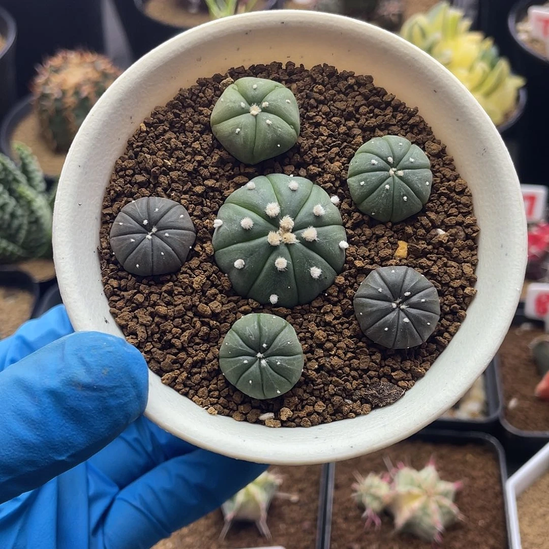 实生六颗小小小兜仙人球