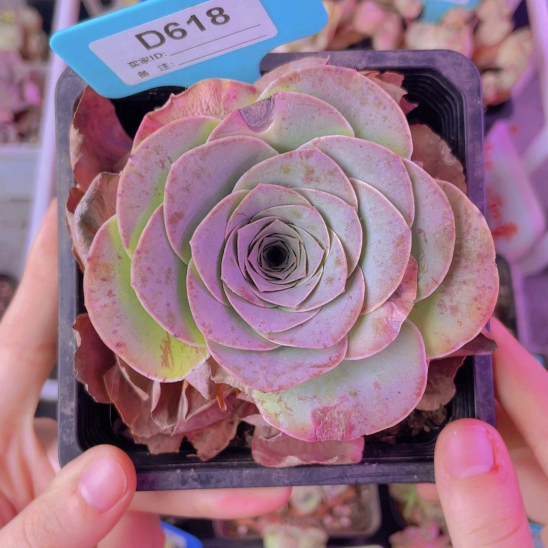单品一物一拍618号山地玫瑰