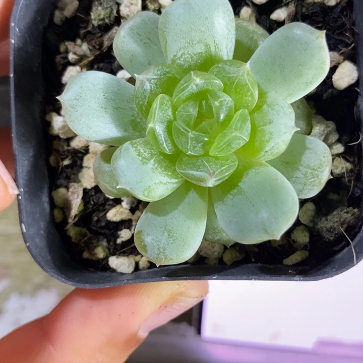 上盆白恋一个多肉