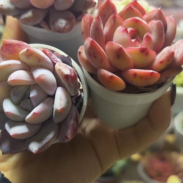 雪茶套餐满12.9包邮