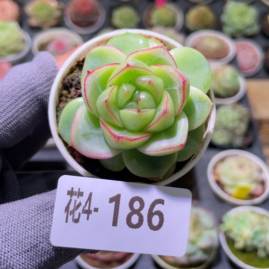 花利美 4-186珍妮