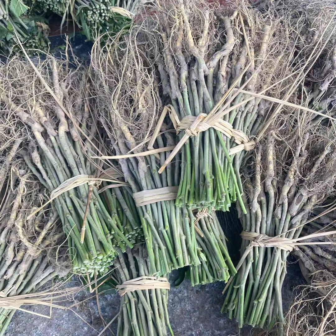 嫁接养蚕桑树强桑一号农桑十四号特大桑叶养蚕专用桑苗