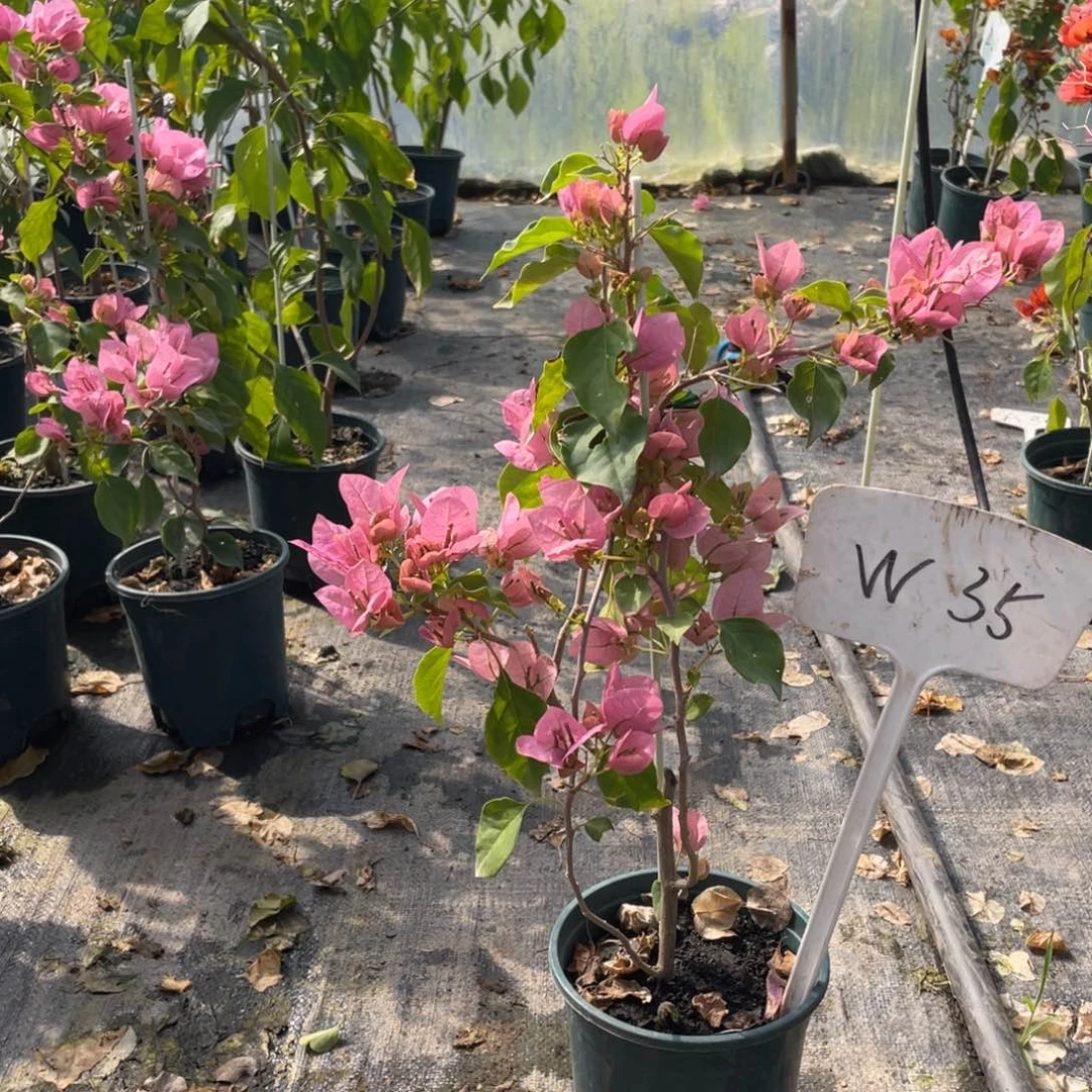 全部花朵暗斑丽人W35